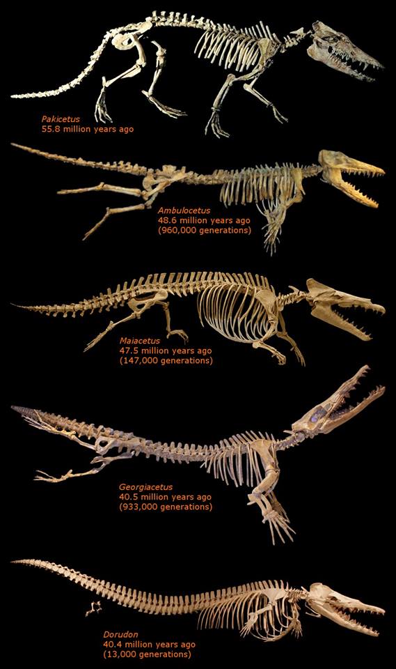whale fossils.jpg