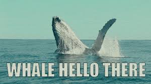 Whale Hello.jpg
