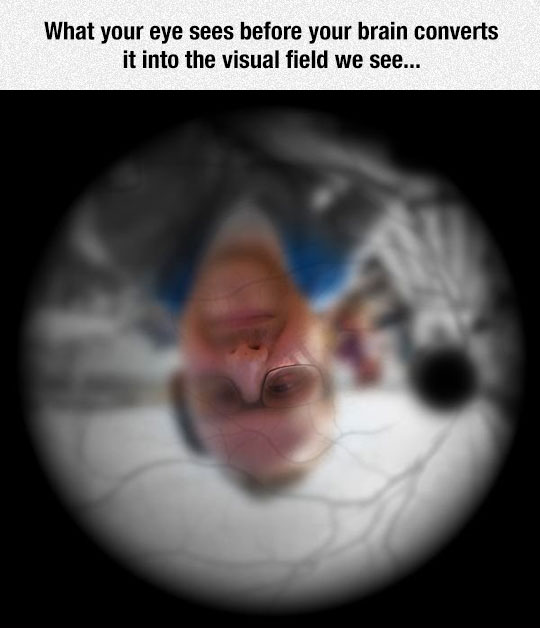 what the eye really sees.jpeg