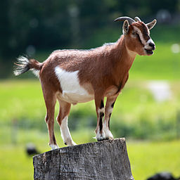 wineskin-goat.jpg