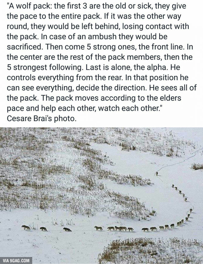 wolf_pack.jpg