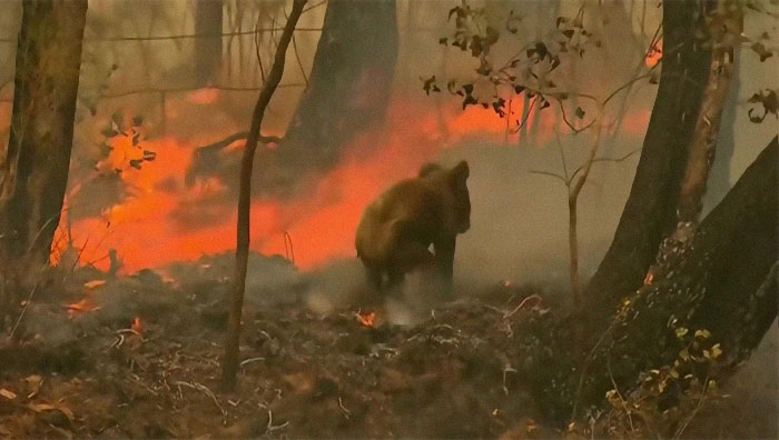 woman-saves-koala-bushfire-new-south-wales-5dd4ee5450d41__700.jpg