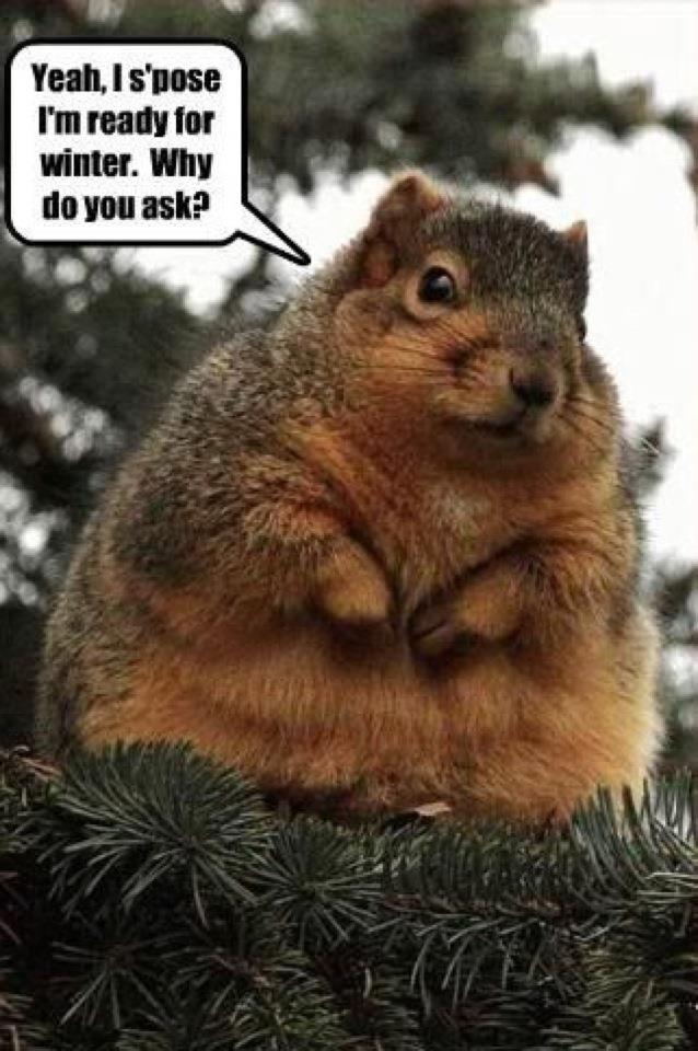 Squirrel jokes | Christian Forums