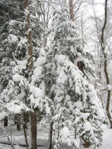 Evergreens in Snow.jpg