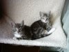 kittys in radiator bed.JPG
