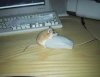 mouses!.jpg