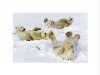 bloom-steve-polar-bears-in-snow-9906132.jpg