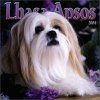 lhasaapso.jpg