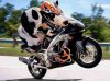 bikerbovine.jpg