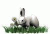 rabbit338x234.gif