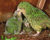 kakapo-feedingchicks.jpg