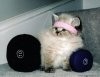 workoutkitty.jpg