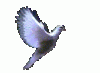 dove-1[2].gif