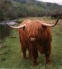 Highland%20Cow%2002.jpg