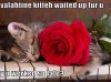 funny-pictures-your-cat-missed-you-on-valentines-day.jpg
