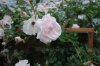 fisheye view of a diff white and pink rose WM.jpg