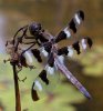 dragonfly-4311.jpg