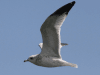 gull2.png