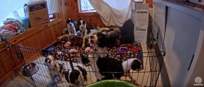Service Dog Project - Nursery Cam - Dog Bless You - explore 2015-11-27 15-30-10.jpg