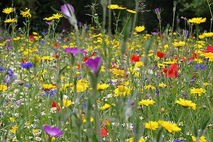 Meadow flowers.jpg