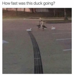 How Fast Duck.jpg