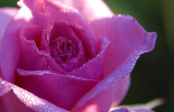 Purple rose.jpg