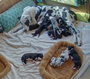 2017-04-28 17_30_13-Nursery Cam - Great Dane puppies - Dog Bless You - explore.png