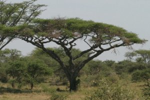 Acacia abyssinica.jpg