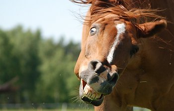 the-horse-290907_960_720.jpg