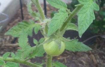 The Tomato Plant Blog