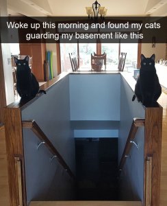 x4l29-funny-cat-snapchats-2.jpg