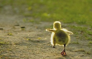 baby-steps-duck-500x372.jpg