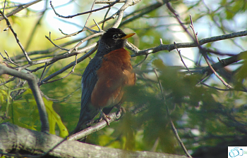 American Robin