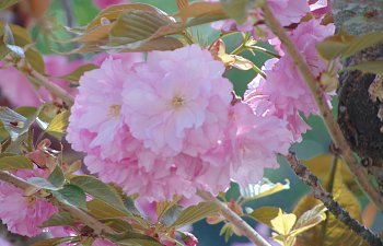 Cherry Blossoms