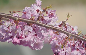 Cherry Blossoms Pt2