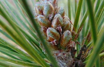 Young pine cones.jpg