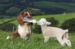 Christian sheepdog bottle feeding a lamb.jpg