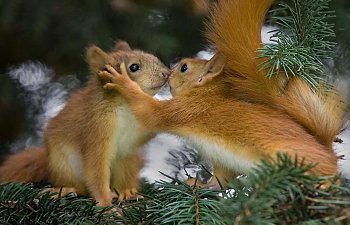 Christmas squirrels.jpg