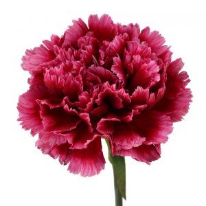 carnation.jpg