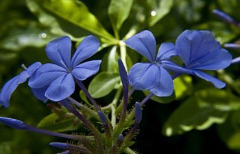 indigo flower.jpg