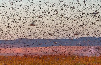 God Of The Locusts