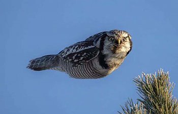 Proverbs 5.1-2 Hawk Owl.jpg