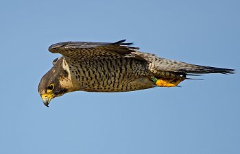 Peregrine Falcon v1.jpg