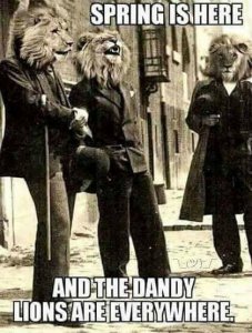 Dandy Lions.jpg