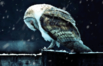 owl.gif