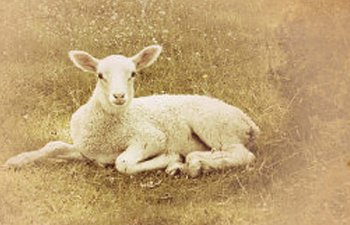 Psalms 19 Do You Know Jesus As the Lamb of God?.jpg