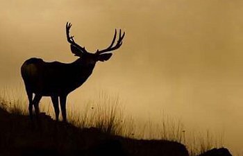As The Deer By Karol Ann Moore