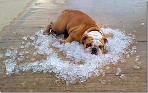 summer heat dog on ice.jpg