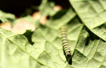 Raising A Monarch Caterpillar - 2nd Instar