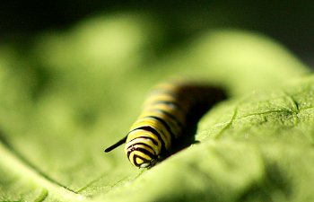 Raising A Monarch Caterpillar - 3rd Instar